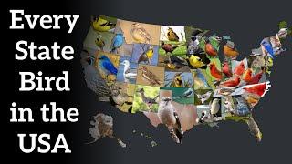 Every State Bird in the USA