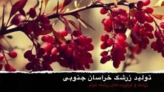 تولید زرشک خراسان جنوبی