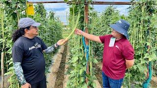 New Varieties ng Kalabasa, Tomato, Pakwan, Sitaw at Mais, Ganda ng Performance!