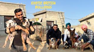 Exotic British Bulldog in Punjab