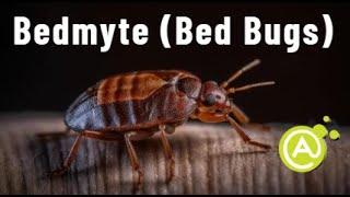 Parasiete: Bedmyte (Bed bugs)