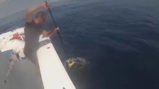 North East Canyons - Mahi off lobster pots 2013: Fishtails Canyon on the Fishbone II