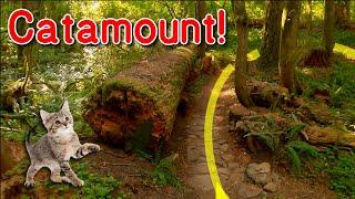 Catamount Trail in Silver Falls State Park