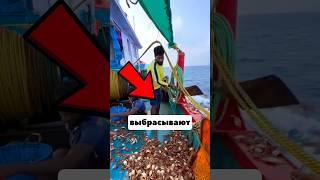 Зачем Рыбаки Выбрасывают Крабов В Море?