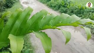 ফার্ণ, বাস্কেট ফার্ণ, Aglaomorpha fortunei, Basket Fern