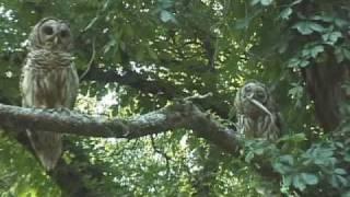 Barred Owl Feeding Fledgling