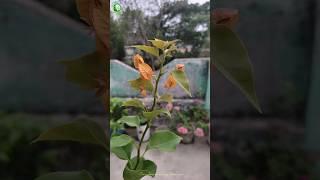 Yellow Bougainvillea from nursery  #shorts #bougainvillea #trending #trendingshorts #viral #garden