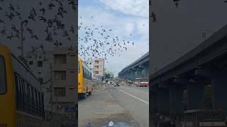 Pigeons near Owaisi Hospital #pigeons #hyderabad