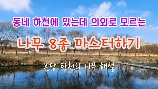 한국의 나무 - 2월 분당 탄천의 겨울나무 8종류 해설