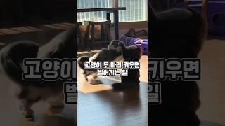 털 파티
