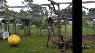 CRAZY KANGAROO GOES MAD!!