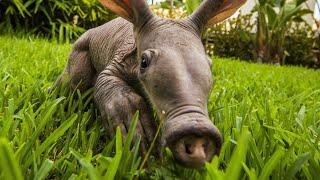 aardvark | Aardvark Interesting Facts and Features | ant and the aardvark