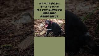 タスマニアデビルは怖い？絶滅の危機を招いた伝染病とは？#雑学 #shorts  #タスマニアデビル #動物 #animals