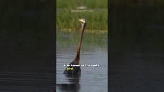 Anhinga | The Snakebird