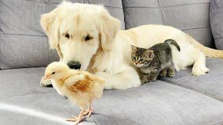 Golden Retriever and Tiny Kitten Shocked by Baby Chick (So Funny!!)