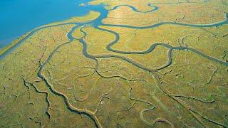 ESTUARIES: Where rivers meet the ocean | Oceana