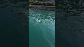 Никогда не видел такой рыбы! Рыбалка на чёрном море, рыбалка в Сочи. Смертельно опасная рыба!