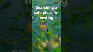 Bird searching for safe place to nest #new #shorts #nature #nest #monsoon #pahadi #youlovetoseeit #1