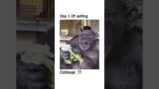 Day 1 @Dailymonkey-p6l #monkey #cabbage #memesdaily