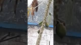 See who is eating my Papaya...Brown Headed Barbet #justifry #shorts #indianbird #beautiful