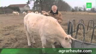 Charolais-Zucht in Brandenburg