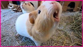 Happy guinea pigs wheeking and squeaking!