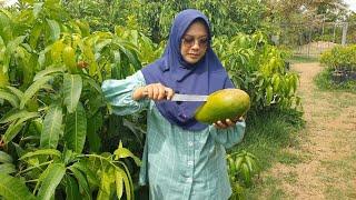 Review Mangga Kiojay Hasil kebun Indonesian  Organik Center PT. Dwi Saputra Agro