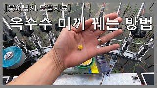 붕어낚시 옥수수 미끼 바늘에 꿰는 방법 / Using corn for fish bait