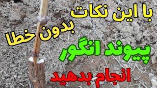 پیوند انگور بدون خطا _ آموزش پیوند اسکنه انگور با توضیح نکات بسیار مهم برای افزایش گیرایی پیوند