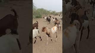 Goats on the road