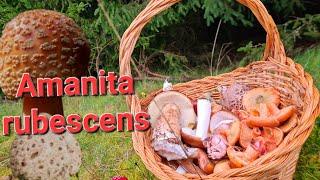 Almanyada yağmur altinda kanliça keyfi #mushroom #viralvideo #mantaravı #kanliça #wald #perlpilz