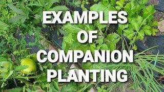 Companion Plants