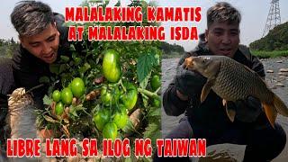 Libo Libong Kamatis At Mga Isda Pinupulot Lang Namin Sa Ilog Ng Taiwan