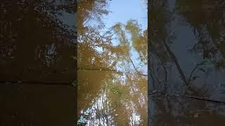 Reflejo 61 invasión audiovisual #nature #meditation #handpan #relaxing