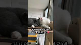 항상 오빠를 지켜주는 고양이