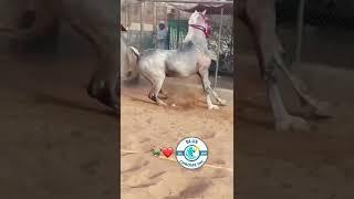 Arabian Stallion Trying to Impress