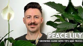 Growing guide for the Peace Lily - Care Guide and Growing Tips and Tricks