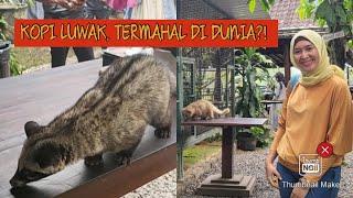 KE TEMPAT PENGOLAHAN KOPI LUWAK| KOPI TERMAHAL DI DUNIA