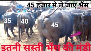 50,000 तक गाय और मुर्रा भैंस की मंडी,पशु मंडी भागलपुर,cow मंडी,पशु मंडी,पशु मेला,पशु बाज़ार