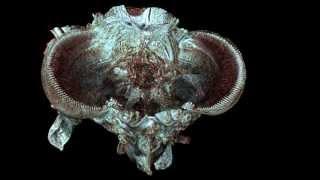 3D micro-CT study of the anatomy of the male adult of the mayfly Epeorus assimilis.wmv