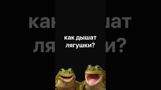Дышат ли лягушки? #планетаэкзотики #животные #лягушка