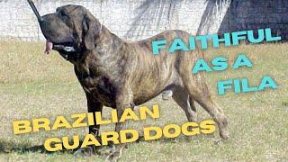 The Fila Brasileiro or Brazilian Mastiff, a faithful guard dog