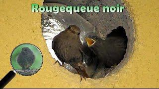 ROUGEQUEUE NOIR - Les petits dans le nid