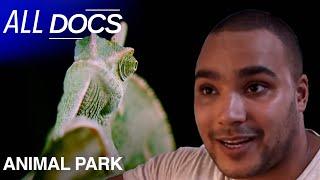 Up close and personal with a chameleon | Animal Park | All Documentary