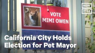 Oakland, California, Neighborhood Holds Election for Pet Mayor | NowThis