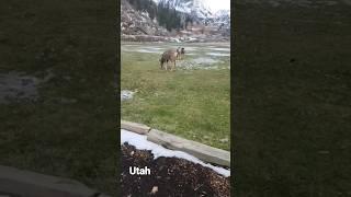 #shorts Utah through the eyes of our family friend. Deer. Штат Юта глазами друга нашей семьи. Олени