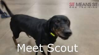 Scout's First Day of Training at Sit Means Sit