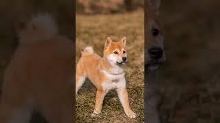 Süti is so photogenic -credits: @szazsfoto on insta #shiba #inu #puppy #photography #photoshoot