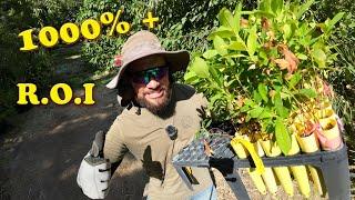 How To Get RICH Selling Plants!!! | The Untold Truth