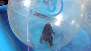 Bubble Dog! Shelby is in a WOW Bubble water walker. Walk on water bubble runner ball WOWBubbles